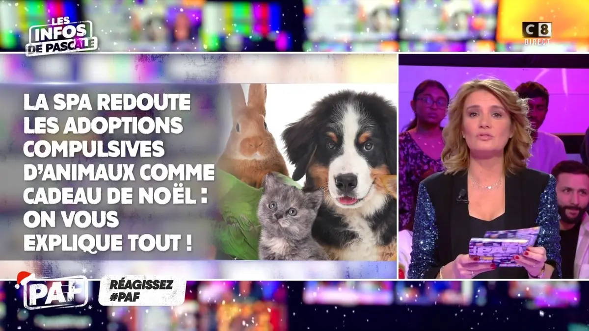 replay de La SPA redoute les adoptions compulsives d'animaux comme cadeau de Noël