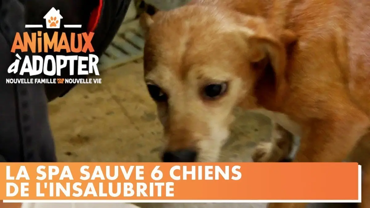 replay de La SPA sauve 6 chiens vivant dans des conditions insalubres Animaux à Adopter