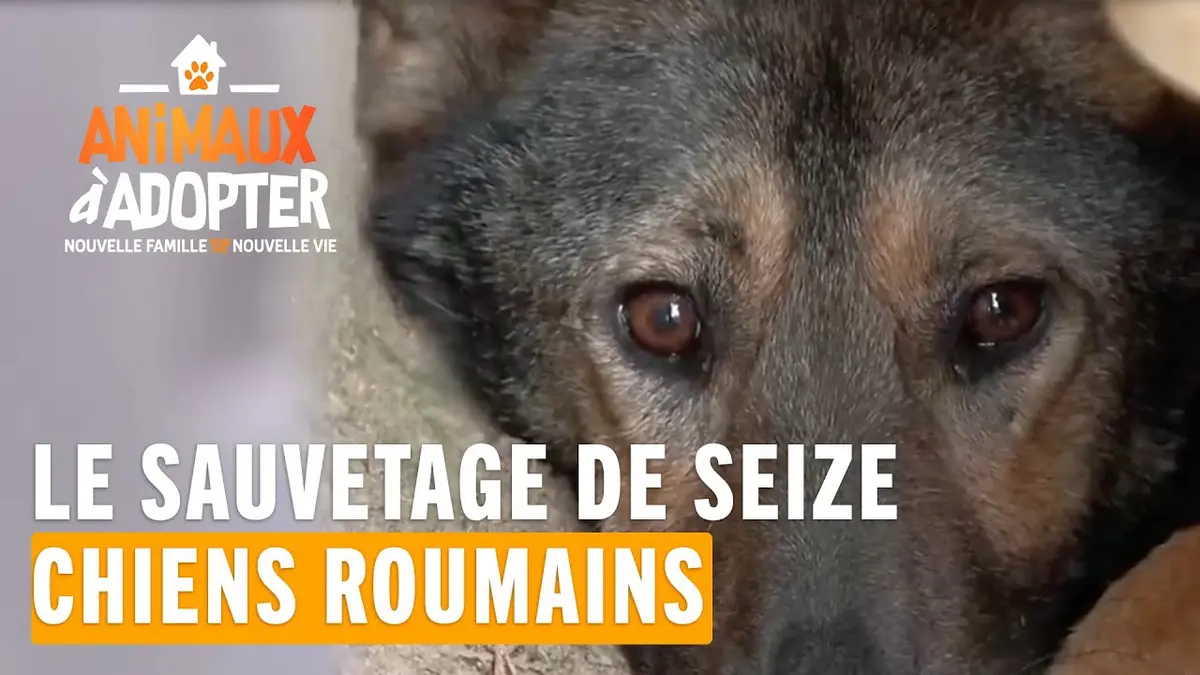 replay de La SPA sauve seize chiens roumains afin de leur trouver à tous un foyer aimant  #AnimauxÀAdopter