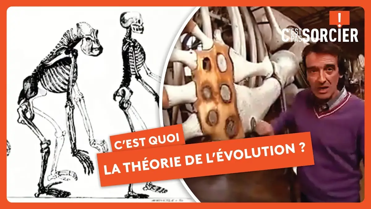 replay de La théorie de l'Évolution, c'est quoi ? - C'est pas sorcier