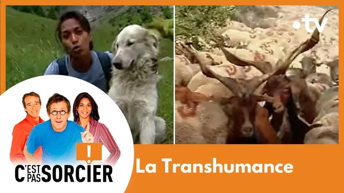 replay de La Transhumance - C'est pas sorcier [Intégrale]