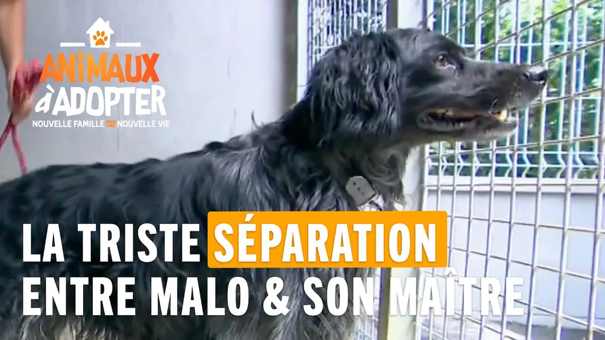 replay de La triste séparation entre Malo et son maître. - Animaux À Adopter