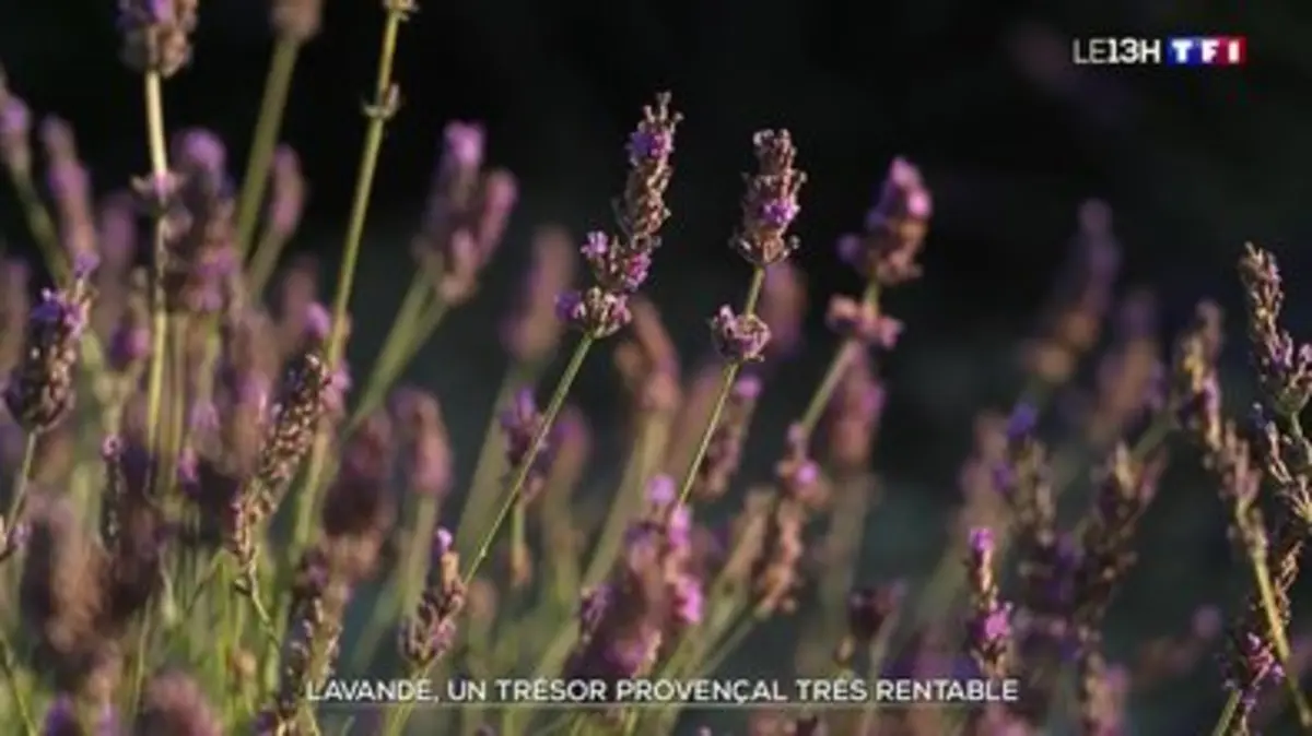 replay de Lavande : un trésor provençal très rentable