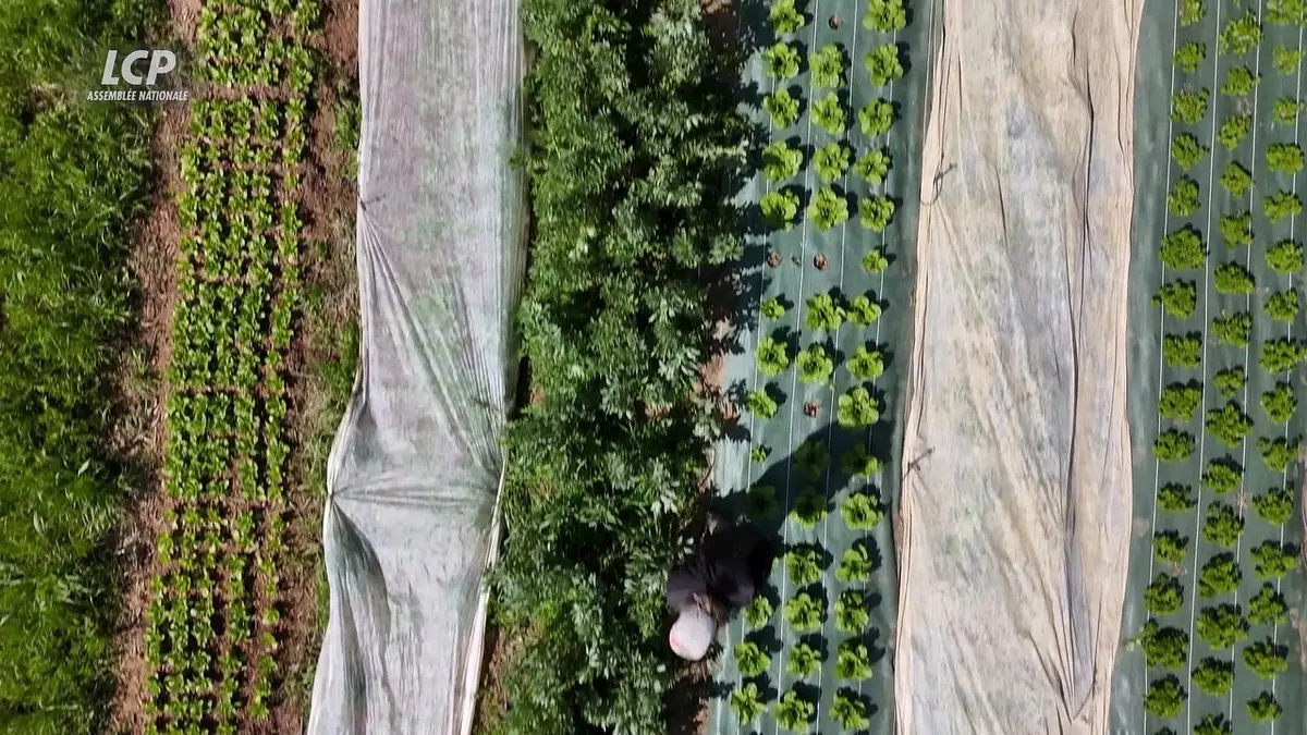 replay de LCP le mag - Agriculture, le défi de la relève