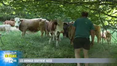 Le 1245 du 27/05/2026