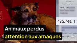 Le 1945 : Enquête sur l'arnaque aux animaux perdus