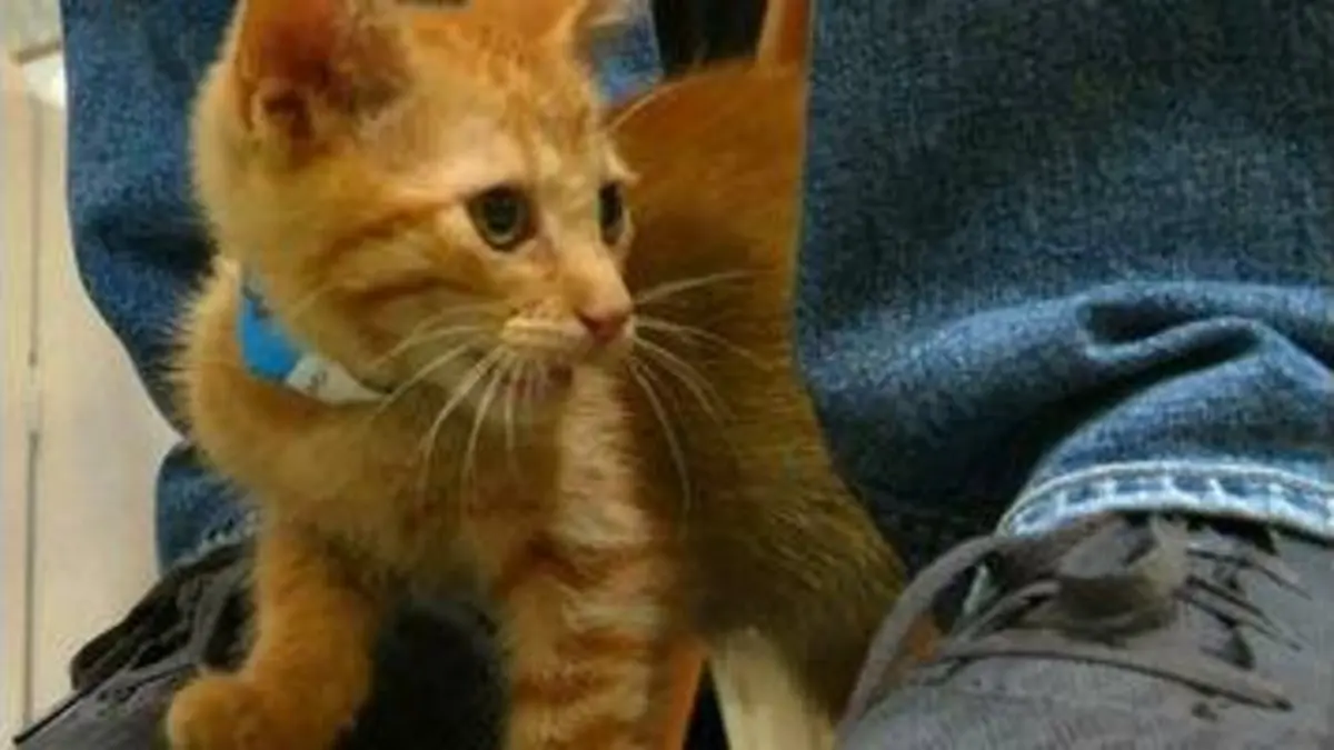 replay de Le 1945 : Etats-Unis : au royaume des chats !