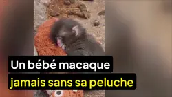 Le 1945 : L’actu des réseaux