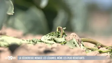 Le 1945 : Le JT du 07/08/2026