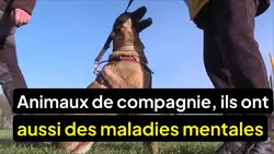 Le 1945 : Les animaux de compagnie souffrent aussi de dépression