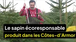 Le 1945 : Un sapin écoresponsable pour Noël