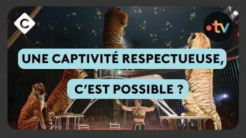 replay de Le bien-être animal, impossible à respecter dans un cirque ?