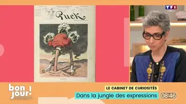Le cabinet de curiosités : Dans la jungle des expressions