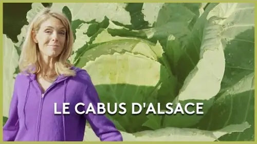 replay de Le cabus d'Alsace - Les potagers de Julie