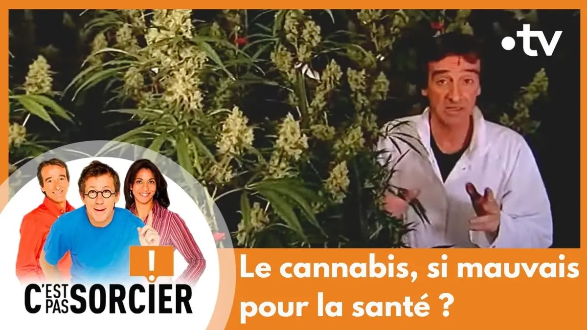 replay de Le cannabis, si mauvais pour la santé ? - C'est pas sorcier [Intégrale]