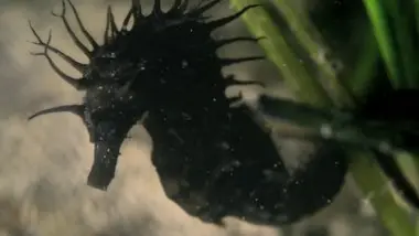 Le cheval de mer du Morbihan