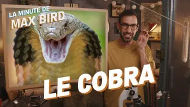 Le Cobra Cracheur