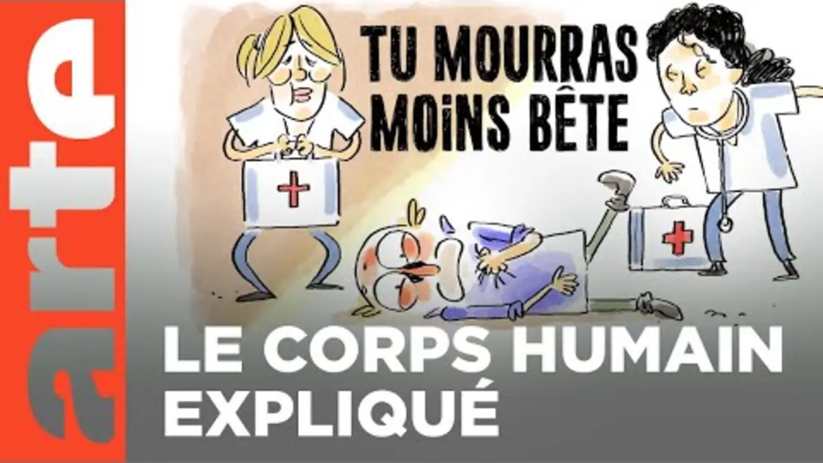 replay de Le corps humain (partie 2) | Compilation | Tu mourras moins bête | ARTE