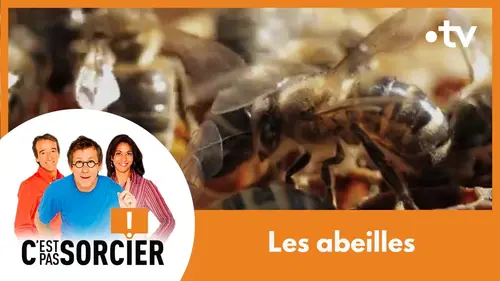 replay de Le déclin des abeilles - C'est pas sorcier [Intégrale]