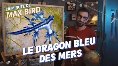 Le Dragon bleu des mers