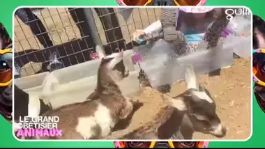 Le grand bêtisier des animaux : Émission 1
