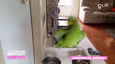 Le grand bêtisier des animaux : Émission 2