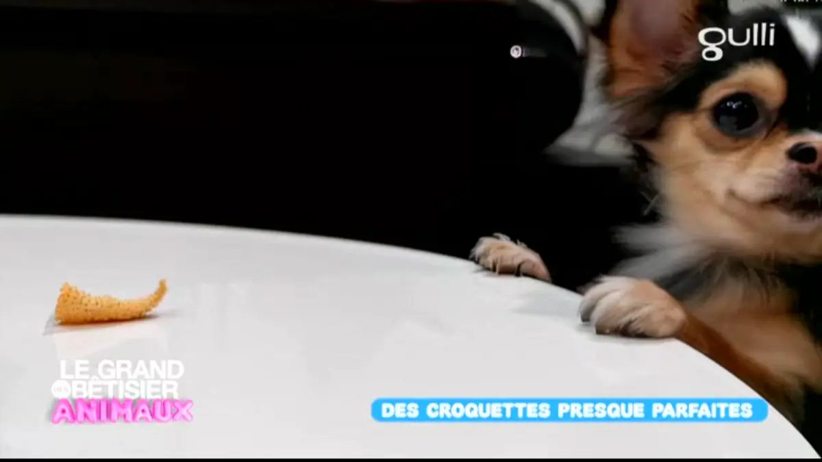 Le grand bêtisier des animaux : Émission 4