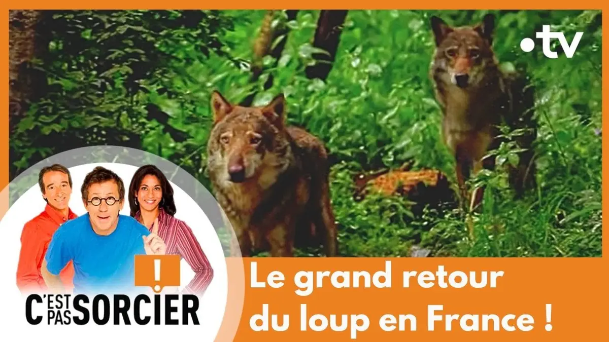 replay de Le grand retour du loup en France ! - C'est pas sorcier [Intégrale]
