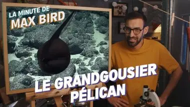 Le Grandgousier Pélican