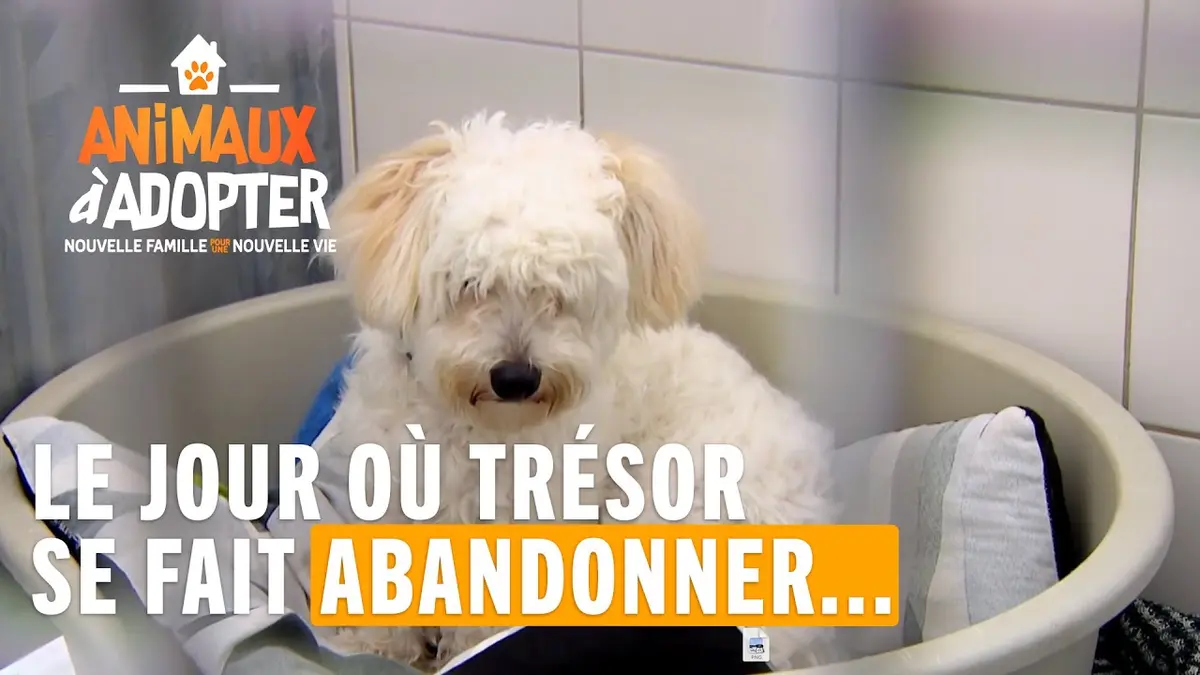 replay de Le jour où Trésor se fait abandonner... - Animaux À Adopter