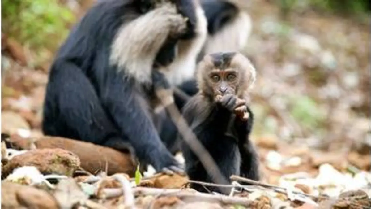 replay de Le macaque à queue de lion