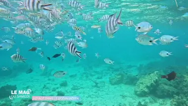 Le mag du samedi : Voyage dans l’Océan Indien