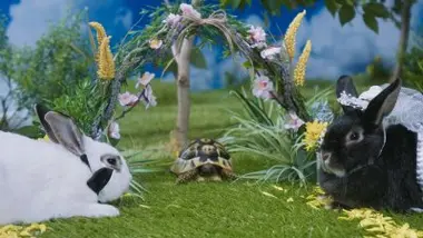 Le mariage de la famille Lapin