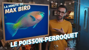 Le Poisson-perroquet