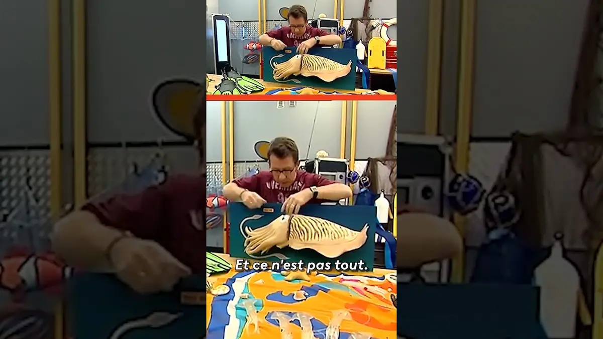 replay de Le poulpe, cet animal bizarre ? #cps #science #animaux #nature #cestpassorcier