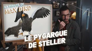 Le Pygargue de steller