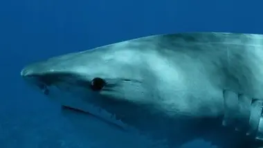 Le requin, une espèce essentielle à la survie de l'humain