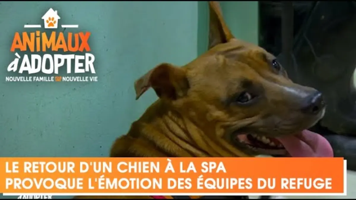 replay de Le retour d'un chien à la SPA provoque l'émotion des équipes du refuge - Animaux à Adoper