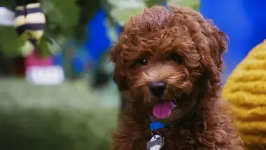 Le talent de Patoune