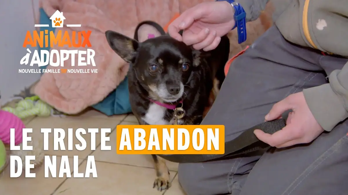 replay de Le triste abandon de Nala - Animaux à adopter