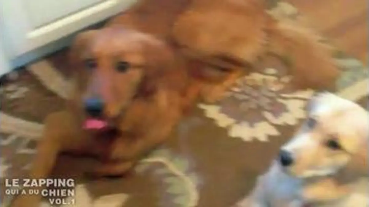 replay de Le zapping... : Volume 1