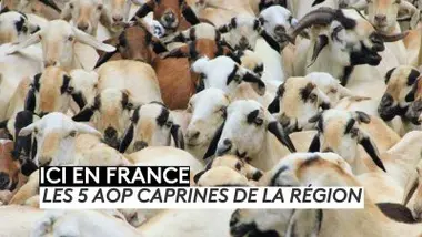 Les 5 AOP caprines de la région Centre-Val de Loire