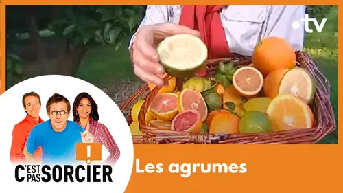 replay de Les agrumes - C'est pas sorcier [Intégrale]