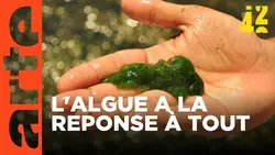 Les algues vont-elles sauver la planète ? | 42 - La réponse à presque tout | ARTE