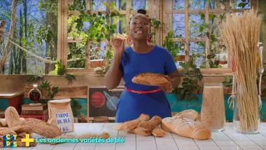 Les anciennes variétés de blé