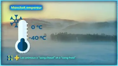 Les animaux à "sang chaud " et à " sang froid "