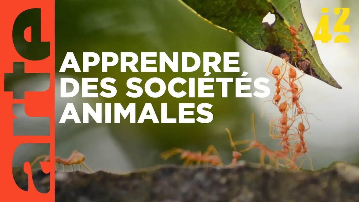 replay de Les animaux gouvernent-ils mieux que nous ? | 42 - La réponse à presque tout | ARTE