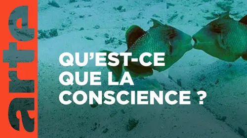 replay de Les animaux ont-ils conscience d’eux-mêmes ? | 42, la réponse à presque tout | ARTE