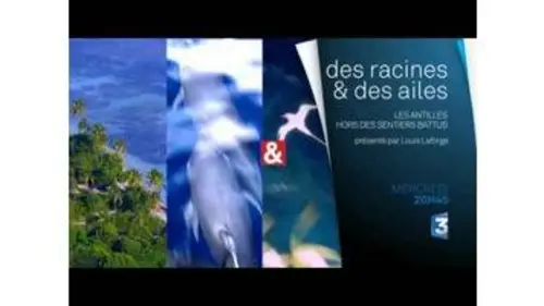 replay de Les Antilles - Bande-annonce