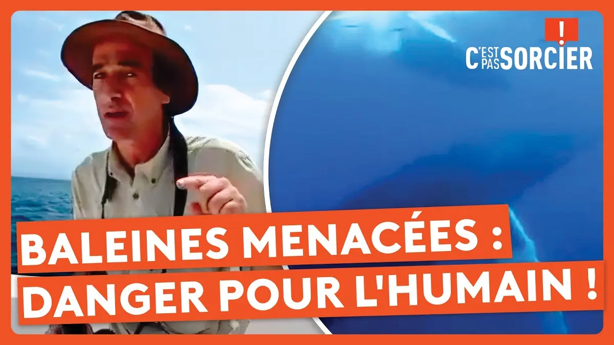 replay de Les baleines menacées : Un danger pour l'humain ! - C'est pas sorcier